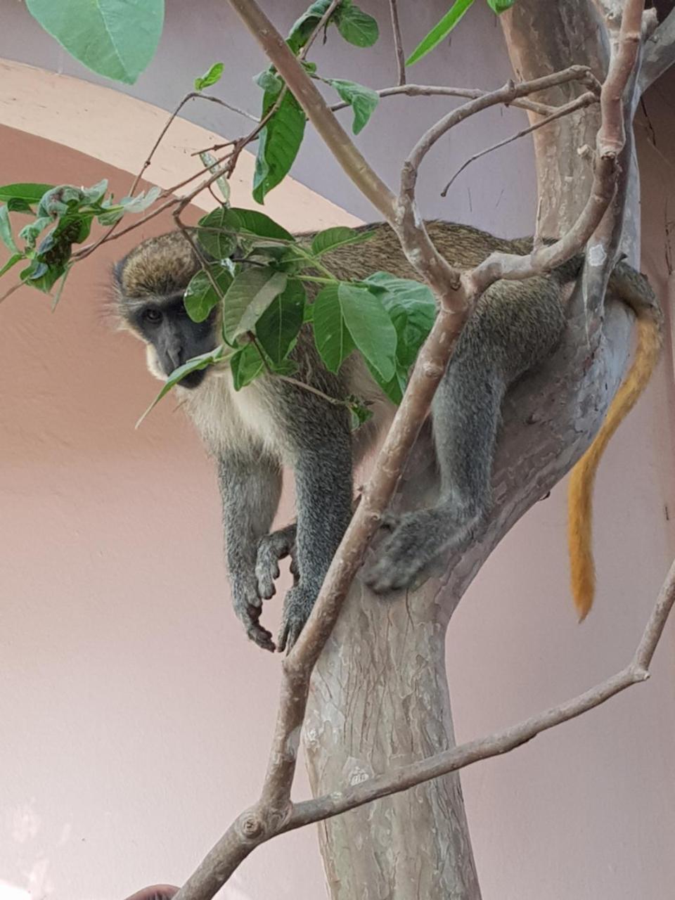 Mandinka Lodge Kololi Zewnętrze zdjęcie